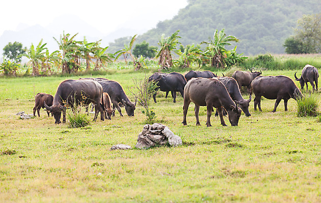 포토 JPG 해외이미지 동물 1 공원 남자 아시아 문화 야생동물 밭 농업 포유류 태국 자연 밥 근육 노동자 생물 뿔 서기 사람없음 야외 초록색 물 농장 힘 수확 흰색 업무 뜨거움 소 농부 위험 큼 먹기 사파리 진흙 무거움 내추럴 고립 동물상 해외202004 해외포토 자연요소 직업 공공시설 나라 산업 음식 컬러 컨셉 모션 사람 조형물 작업 무게 크기 생태계 파일형식 이미지허브