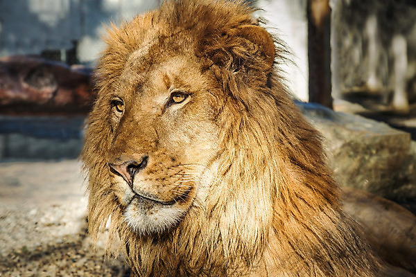 포토 JPG 해외이미지 동물 남자 야생동물 백그라운드 포유류 아프리카 자연 사람없음 야외 옆모습 머리 고양이 흰색 위험 사자 큼 왕 사파리 육식동물 갈기 동쪽 세렝게티 웅장함 전국 해외202004 해외포토 나라 뷰포인트 컬러 컨셉 사람 신체부위 반려동물 크기 방향 생태계 파일형식 이미지허브