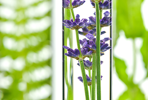 포토 JPG 해외이미지 식물 꽃 음식 농업 유리 미래 실내 사람없음 프랑스 성장 투명 실험실 닫기 민트 시험관 생물학 일렬 라벤더 로즈메리 발견 진행 모종 양치류 해외202004 해외포토 교육 유럽 산업 컨셉 모션 재질 실험기구 실험 내부 허브 파일형식 이미지허브