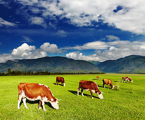 포토 JPG 해외이미지 주간 여러마리 아침 풍경 사람없음 야외 농경지 맑음 가축 목장 시골 소 산악지대 해외202004 해외포토 자연요소 동물 다수 포유류 날씨 산 농장 파일형식 이미지허브
