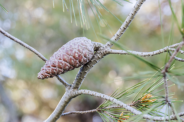 포토 JPG 해외이미지 나무 식물 계절 백그라운드 겨울 과일 자연 건조 씨앗 사람없음 야외 목재 장식 가로 초록색 갈색 수확 가을 나뭇가지 신선 소나무 그룹 숲 12월 묘사 질감 솔방울 상록수 침엽수 원뿔 내추럴 가문비나무 해외202004 해외포토 도형 컬러 농업 재료 날짜 생태계 파일형식 이미지허브