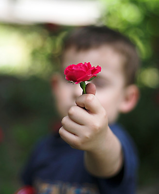 포토 JPG 해외이미지 백인 꽃 행복 어린이 컨셉 가족 놀이 함께함 사랑 한명 소년 빨간색 장미 남동생 해외202004 해외포토 서양인 식물 1 남자 감정 컬러 관계 사람 동생 파일형식 이미지허브