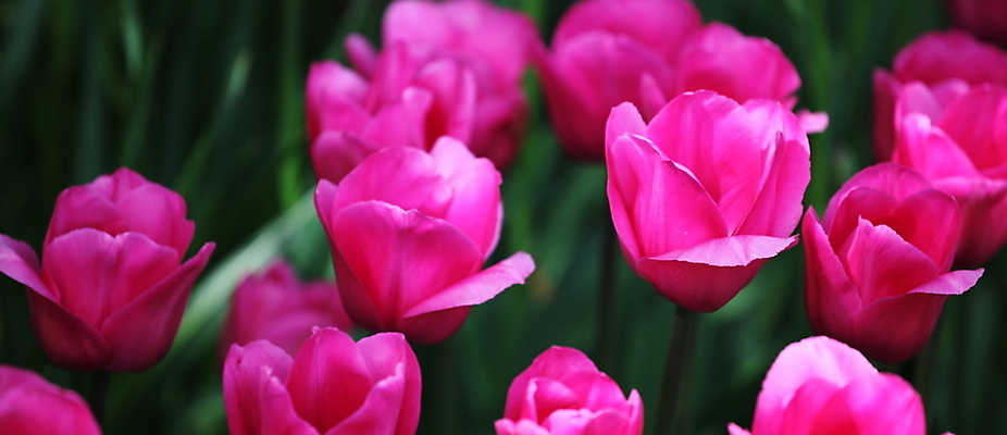 포토 JPG 해외이미지 꽃 유럽 문화 밭 사람없음 컬러풀 튤립 개화 재산 네덜란드 암스테르담 해외202004 해외포토 식물 나라 컬러 농업 금융 파일형식 이미지허브