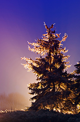 포토 JPG 해외이미지 나무 식물 디자인 계절 공원 실루엣 크리스마스 겨울 자연 하늘 휴가 전등 조명 사람없음 냉동 침묵 황혼 장비 추위 나뭇가지 소나무 야간 싱글 서리 상록수 침엽수 마법 스포트라이트 빛망울 벌거벗은 가문비나무 해외202004 해외포토 자연요소 공공시설 기념일 촬영기법 빛 소리 일몰 생태계 파일형식 이미지허브