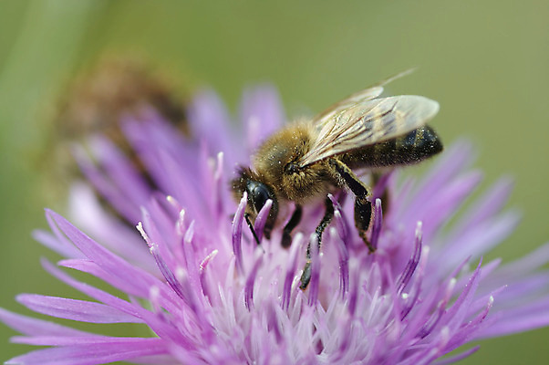 포토 JPG 해외이미지 꽃 곤충 자연 사람없음 꿀벌 수분 벌 제비꽃 묘사 해외202004 해외포토 식물 동물 벌_곤충 생태계 파일형식 이미지허브