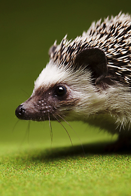 포토 JPG 해외이미지 동물 한마리 근접촬영 사람없음 고슴도치 해외202004 해외포토 1 뷰포인트 포유류 파일형식 이미지허브