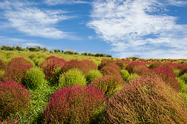 포토 JPG 해외이미지 주간 식물 구름 공원 꽃 자연 하늘 사람없음 빨간색 초록색 컬러풀 햇빛 정원 일본 맑음 활발 가을 개화 변화 강렬 해외202004 해외포토 자연요소 계절 공공시설 아시아 컬러 컨셉 날씨 태양 생태계 파일형식 이미지허브