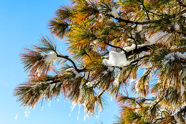 포토 JPG 해외이미지 식물 계절 호수 겨울 자연 하늘 휴가 산 건조 풍경 사람없음 야외 파란색 글로벌 환경 얼음 사막 추위 소나무 변화 닫기 숲 묘사 캘리포니아 고드름 무거움 남쪽 로스앤젤레스 해외202004 해외포토 자연요소 나무 컬러 컨셉 모션 미국 무게 방향 생태계 파일형식 이미지허브