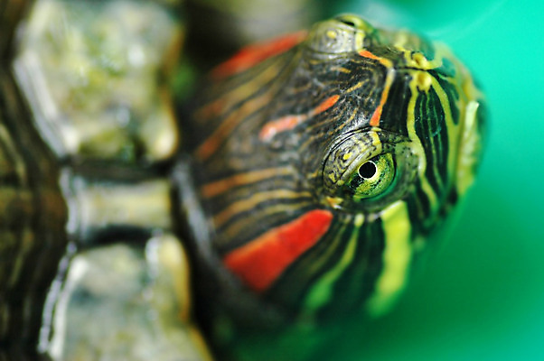 포토 JPG 해외이미지 동물 척추동물 패턴 파충류 자연 종류 사람없음 물 반려동물 머리 껍질 닫기 거북이 척추 속도 질감 느림 해외202004 해외포토 자연요소 무늬 모션 뼈 신체부위 생태계 파일형식 이미지허브