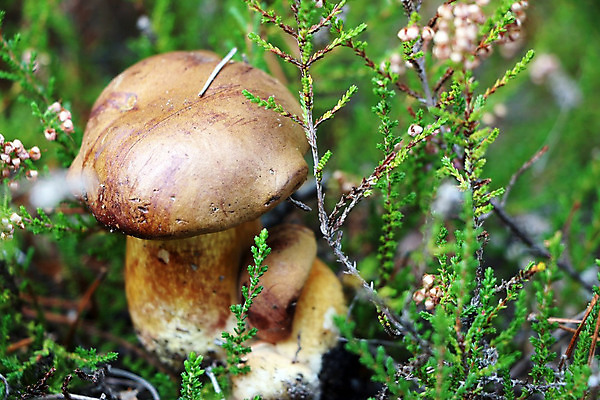 포토 JPG 해외이미지 식물 계절 음식 단풍 2 채소 재료 자연 건강 이끼 사람없음 목재 여름 빛 갈색 맑음 식사 버섯 성장 가을 신선 숲 수분 유기농 날것 내추럴 곰팡이 그물버섯 식용 채식주의자 캡모자 많음 해외202004 해외포토 나무 모자_잡화 웰빙 컬러 컨셉 잎 날씨 생태계 채식 파일형식 이미지허브