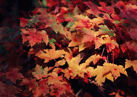 포토 JPG 해외이미지 나무 식물 구름 계절 공원 도로 길 여행 백그라운드 밭 오렌지 자연 하늘 날씨 풍경 잔디 사람없음 야외 초록색 여름 빛 햇빛 태양 농장 노란색 평화 일출 환경 정원 맑음 일몰 흙 봄 안개 광선 흰색 시골 신선 떨어짐 숲 땅 언덕 장면 넘어짐 땅바닥 방법 생태학 수평선 해외202004 해외포토 자연요소 공공시설 교육 컬러 컨셉 농업 과일 교통시설 모션 바닥 노을 생태계 파일형식 이미지허브