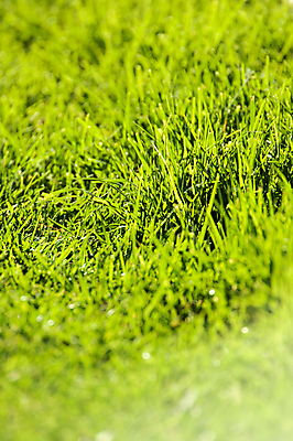 포토 JPG 해외이미지 식물 계절 사람없음 야외 정원 맑음 닫기 해외202004 해외포토 모션 날씨 파일형식 이미지허브