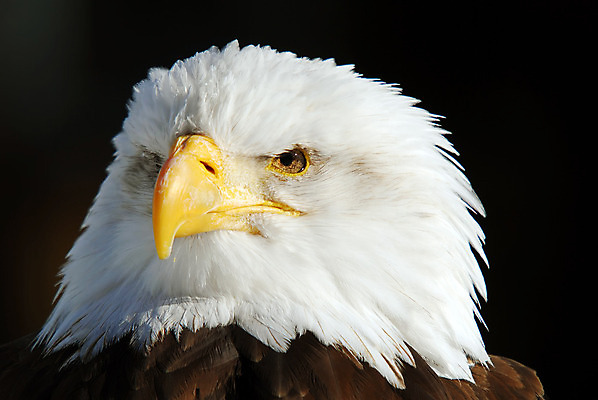 포토 JPG 해외이미지 동물 야생동물 날개 자연 조류 사람없음 미국 힘 자유 흰색 먹이 혀 심볼 깃털 부리 독수리 대머리 사냥꾼 북쪽 리갈 비명 해외202004 해외포토 직업 헤어스타일 컬러 컨셉 북아메리카 입 방향 생태계 파일형식 이미지허브