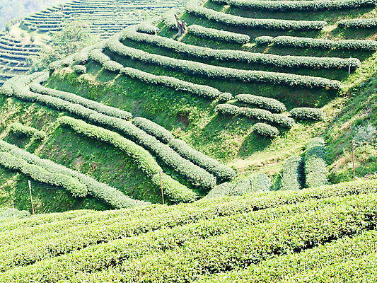 포토 JPG 해외이미지 식물 손 계절 공원 꽃 도로 여행 잎 겨울 비즈니스 가족 교통시설 태국 자연 벽지 하늘 휴가 산 풍경 사람없음 초록색 물 여름 파란색 농장 환경 정원 운전 시골 업무 차 숲 아스팔트 언덕 북쪽 내추럴 루트 방법 해외202004 해외포토 자연요소 공공시설 아시아 길 음료 컬러 교통 농업 관계 모션 신체부위 작업 방향 시설 생태계 파일형식 이미지허브