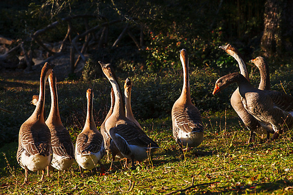 포토 JPG 해외이미지 동물 공원 자연 조류 오리 동물원 사람없음 부리 거위 해외202004 해외포토 공공시설 생태계 파일형식 이미지허브