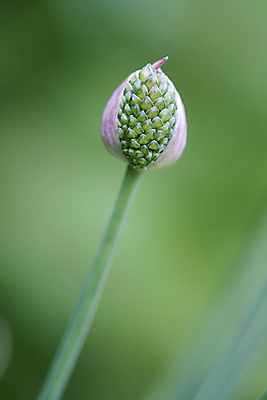 포토 JPG 해외이미지 식물 1 꽃 줄기 자연 사람없음 초록색 새싹 평화 정원 보라색 고요 봄 펼침 신선 고독 순수 심플 개발 혼자 해외202004 해외포토 계절 감정 컬러 컨셉 모션 생태계 파일형식 이미지허브
