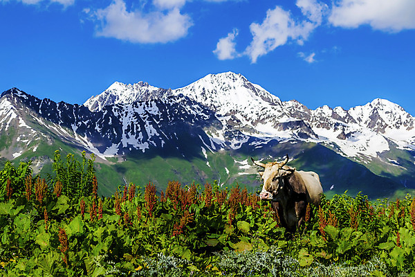포토 JPG 해외이미지 동물 구름 유럽 백그라운드 겨울 밭 포유류 자연 하늘 산 건강 풍경 사람없음 초록색 여름 파란색 갈색 환경 봄 등산 시골 신선 소 땅 먹기 언덕 산봉우리 내추럴 밭일 절정 해외202004 해외포토 자연요소 계절 나라 컬러 농업 모션 트래킹 생태계 봉우리 파일형식 이미지허브