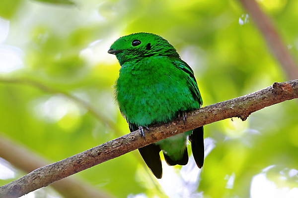 포토 JPG 해외이미지 나무 동물 여자 남자 아시아 얼굴 야생동물 백그라운드 날개 자연 조류 사람없음 야외 목재 가로 초록색 컬러풀 머리 환경 나뭇가지 막대기 닫기 숲 깃털 꼬리 부리 서식지 생태학 이국적 해외202004 해외포토 식물 교육 나라 컬러 재료 모션 사람 신체부위 생태계 파일형식 이미지허브