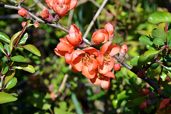 포토 JPG 해외이미지 식물 공원 꽃 사람없음 정원 봄 신선 4월 5월 허브 해외202004 해외포토 계절 공공시설 날짜 파일형식 이미지허브