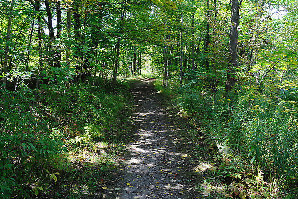포토 JPG 해외이미지 나무 길 여행 자국 자연 사람없음 야외 산책 하이킹 숲 오솔길 해외202004 해외포토 식물 레저 휴식 생태계 파일형식 이미지허브