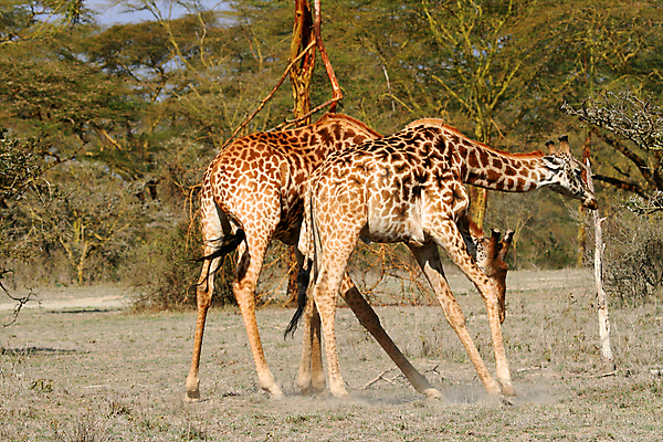포토 JPG 해외이미지 동물 한마리 야생동물 포유류 아프리카 자연 동물원 사람없음 야외 세로 파란색 관광지 컬러풀 큼 기린 사파리 5 단아함 대가리 사바나 웅장함 초식 탄자니아 평야 해외202004 해외포토 1 나라 컬러 여행 숫자 크기 생태계 파일형식 이미지허브