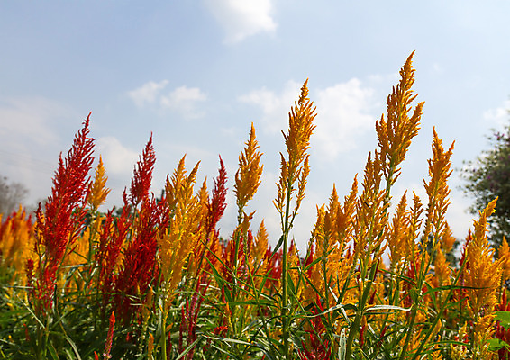 포토 JPG 해외이미지 식물 공원 꽃잎 꽃 꽃다발 백그라운드 잎 꽃무늬 밭 오렌지 자연 부활절 발렌타인데이 사람없음 야외 빨간색 컬러풀 노란색 정원 봄 성장 벚꽃 축하 신선 닫기 꽃집 향수 순수 깃털 원예 질감 내추럴 창백 파스텔톤 완전 해외202004 해외포토 계절 공공시설 기념일 컬러 컨셉 무늬 농업 과일 모션 데이이벤트 취미 상점 화장품 생태계 파일형식 이미지허브