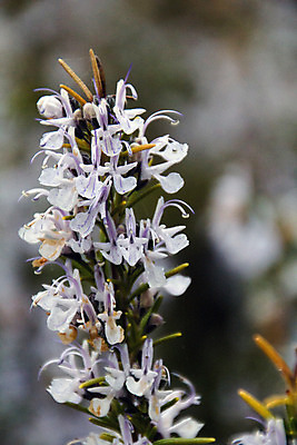 포토 JPG 해외이미지 식물 꽃 음식 잎 꽃무늬 채소 자연 건강 사람없음 야외 세로 초록색 약 정원 봄 벚꽃 나뭇가지 신선 양념 조미료 개화 약초 허브 향수 향신료 상쾌 유기농 생물학 날것 아로마 향 아로마테라피 로즈메리 내추럴 바이오 해외202004 해외포토 나무 웰빙 계절 교육 감정 컬러 무늬 의학 화장품 풀_식물 생태계 테라피 향미료 파일형식 이미지허브