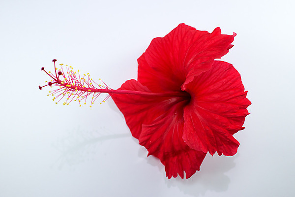 포토 JPG 해외이미지 식물 꽃 분홍색 백그라운드 잎 꽃무늬 자연 사람없음 빨간색 초록색 정원 벚꽃 닫기 이국적 히비스커스 해외202004 해외포토 컬러 무늬 모션 생태계 파일형식 이미지허브