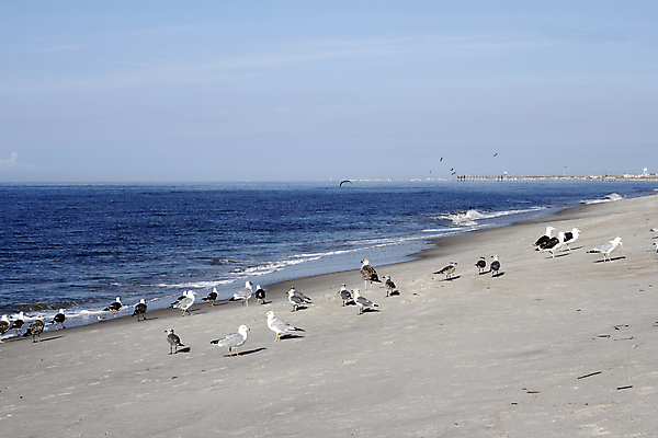포토 JPG 해외이미지 동물 야생동물 모래 파도 바다 건축양식 자연 갈매기 조류 하늘 아침 서기 풍경 사람없음 야외 물 파란색 갈색 환경 항구 맑음 흙 회색 흰색 대서양 내추럴 땅바닥 많음 해외202004 해외포토 주간 자연요소 건축 컬러 컨셉 교통시설 모션 날씨 바닥 생태계 파일형식 이미지허브