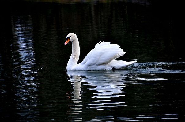 포토 JPG 해외이미지 동물 1 호수 야생동물 백그라운드 패턴 자연 벽지 조류 사람없음 야외 물 반사 평화 환경 수영 화목 침묵 놀람 기쁨 자유 코트 비행 연못 우아함 깃털 호기심 백조 목 고립 동물상 혼자 해외202004 해외포토 자연요소 감정 컨셉 무늬 표정 신체부위 조형물 소리 외투 수상스포츠 생태계 파일형식 이미지허브