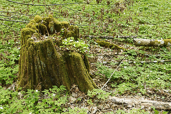 포토 JPG 해외이미지 나무 식물 계절 공원 유럽 잎 자연 국립공원 풍경 사람없음 야외 초록색 갈색 환경 봄 신선 행운 황무지 숲 날것 광택 멸종 폴란드 내추럴 고립 옛날 오리지널 전국 해외202004 해외포토 공공시설 나라 컬러 컨셉 생태계 파일형식 이미지허브