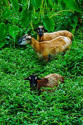 포토 JPG 해외이미지 동물 응시 밭 농업 포유류 청소년 자연 하늘 털 사람없음 초록색 농장 농경지 평화 가축 봄 목장 흰색 시골 신선 양 그룹 방목 먹기 양고기 바비큐립 내추럴 양모 결백 밭일 목가 해외202004 해외포토 시선 계절 산업 컬러 컨셉 모션 육류 사람 직물 축산업 바비큐 생태계 파일형식 이미지허브