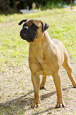 포토 JPG 해외이미지 동물 영어 응시 공원 장난 포유류 털 건강 서기 경비 잔디 사람없음 야외 빨간색 반려동물 갈색 믿음 검은색 가축 힘 활발 코트 표현 주름 개 황소 사냥개 불독 보호자 송곳니 경보 기르기 동반자 마스티프 복종 신앙심 아기사슴 유래 지능 충실 힘찬 해외202004 해외포토 식물 문자 시선 공공시설 감정 새끼 컬러 컨셉 모션 사슴 안전 외투 소 치아 보호 돌봄 파일형식 이미지허브