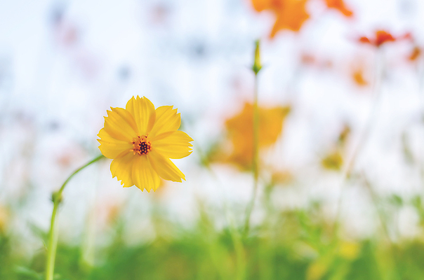 포토 JPG 해외이미지 식물 꽃 백그라운드 컨셉 꽃무늬 추상 사람없음 장식 초록색 여름 노란색 우주 정원 봄 벚꽃 신선 소프트포커스 코스모스 보케 내추럴 블러 해외202004 해외포토 계절 컬러 무늬 촬영기법 파일형식 이미지허브