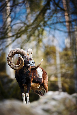 포토 JPG 해외이미지 동물 유럽 야생동물 백그라운드 곡선 포유류 자연 사슴 염소 산 털 뿔 사람없음 머리 양 점성술 양자리 염소자리 내추럴 고립 램 웅장함 초식 스코틀랜드 해외202004 해외포토 나라 선 영국 신체부위 별자리 생태계 파일형식 이미지허브