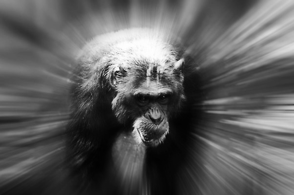 포토 JPG 해외이미지 나무 동물 응시 공원 남자 아시아 얼굴 야생동물 포유류 아프리카 자연 생물 털 동물원 종류 앉기 사람없음 갈색 머리 검은색 힘 원숭이 표현 아기 숲 작음 모피 멸종 유인원 고릴라 내추럴 침팬지 해외202004 해외포토 식물 시선 공공시설 나라 컬러 모션 사람 신체부위 크기 생태계 파일형식 이미지허브