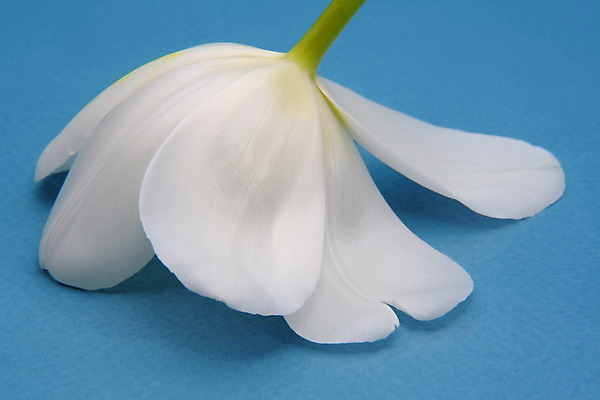 포토 JPG 해외이미지 꽃 꽃무늬 자연 부활절 사람없음 파란색 노란색 봄 튤립 벚꽃 흰색 해외202004 해외포토 식물 계절 기념일 컬러 무늬 생태계 파일형식 이미지허브