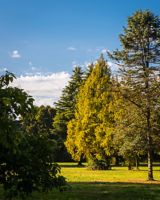 포토 JPG 해외이미지 나무 식물 계절 공원 백그라운드 단풍 잎 밭 자연 하늘 풍경 사람없음 야외 목재 초록색 여름 파란색 빛 태양 노란색 우주 환경 이탈리아 나뭇가지 황금 숲 9월 밀라노 해외202004 해외포토 자연요소 공공시설 유럽 컬러 농업 재료 날짜 생태계 파일형식 이미지허브