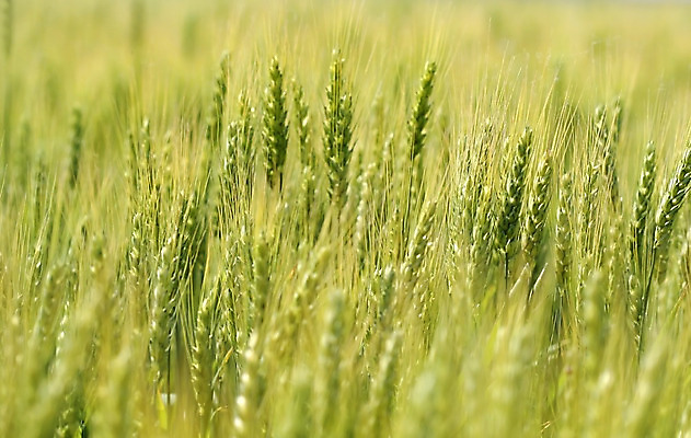 포토 JPG 해외이미지 식물 음식 백그라운드 하늘 씨앗 사람없음 파란색 농작물 농장 수확 땅 밀 보리 밭일 작살 해외202004 해외포토 컬러 농업 곡류 파일형식 이미지허브