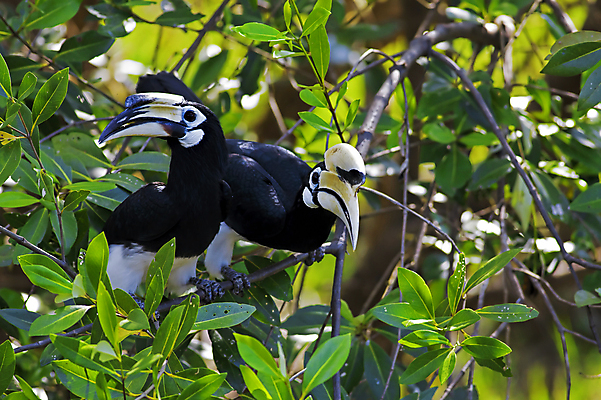포토 JPG 해외이미지 나무 동물 공원 야생동물 잎 오렌지 자연 조류 생물 종류 사람없음 야외 초록색 컬러풀 검은색 나뭇가지 숲 열대우림 깃털 부리 새장 말레이시아 계산서 내추럴 아마존 해외202004 해외포토 식물 공공시설 아시아 컬러 과일 생태계 케이지 파일형식 이미지허브