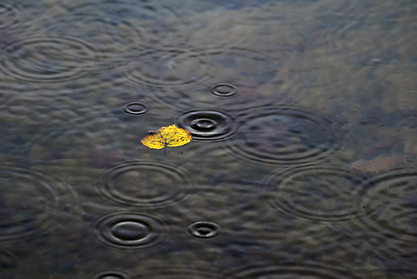 포토 JPG 해외이미지 식물 백그라운드 잎 자연 불꽃 사람없음 물 노란색 가을 물방울 연못 신선 원형 떨어짐 이슬 빗방울 유기농 해외202004 해외포토 자연요소 도형 웰빙 계절 컬러 컨셉 불 비_날씨 생태계 파일형식 이미지허브