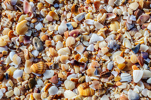 포토 JPG 해외이미지 계절 모래 바다 여행 백그라운드 컨셉 자연 조개 연체동물 해변 사람없음 햇빛 우주 껍질 소라 질감 가리비 흙더미 멀티 해외202004 해외포토 어패류 무척추동물 태양 흙 생태계 파일형식 더미 이미지허브