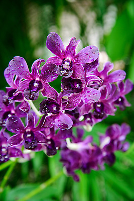 포토 JPG 해외이미지 식물 1 디자인 꽃 아시아 분홍색 꽃다발 백그라운드 잎 꽃무늬 패턴 자연 추상 동양인 사람없음 장식 빨간색 여름 컬러풀 환경 정원 보라색 봄 벚꽃 흰색 물방울 나뭇가지 신선 난초 우아함 닫기 심볼 열정 내추럴 해외202004 해외포토 나무 계절 감정 나라 컬러 컨셉 무늬 모션 인종 생태계 파일형식 이미지허브