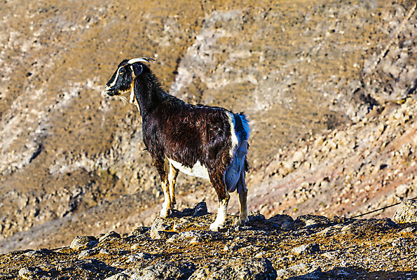 포토 JPG 해외이미지 동물 야생동물 여행 패턴 곡선 포유류 가족 아프리카 자연 아침 염소 치즈 산 건조 뿔 풍경 사람없음 야외 빨간색 빛 햇빛 사막 우유 자유 쌍 황무지 스페인 군중 땅 심볼 산등성이 지역 멀리 웅장함 해외202004 해외포토 주간 유럽 나라 선 컬러 컨셉 무늬 관계 유제품 사람 태양 생태계 파일형식 이미지허브