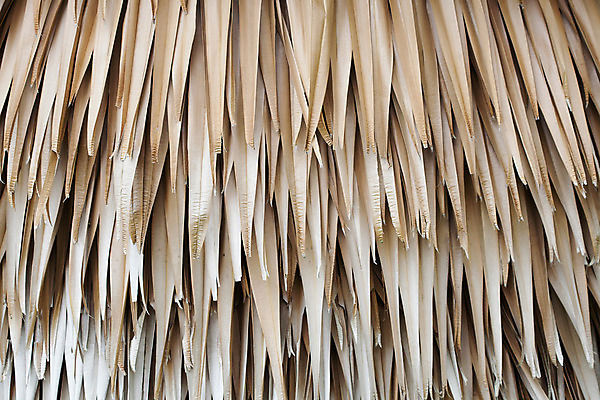 포토 JPG 해외이미지 백그라운드 잎 자연 건조 손바닥 사람없음 갈색 질감 해외202004 해외포토 식물 손 컬러 생태계 파일형식 이미지허브