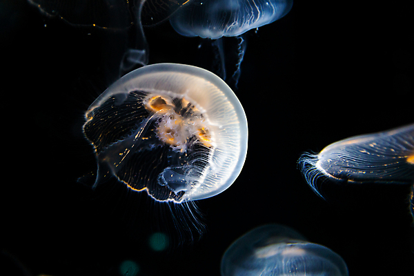 포토 JPG 해외이미지 여러마리 사람없음 바닷속 수중동물 자포동물 해파리 해외202004 해외포토 동물 다수 수중 파일형식 이미지허브