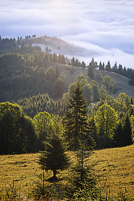 포토 JPG 해외이미지 나무 구름 공원 여행 자연 산 파노라마 풍경 사람없음 야외 목재 세로 초록색 여름 환경 계곡 침묵 하이킹 안개 바위 소나무 황무지 숲 언덕 장면 루마니아 흐림 뿌연 전국 가문비나무 해외202004 해외포토 자연요소 식물 계절 공공시설 유럽 컬러 재료 레저 날씨 촬영기법 소리 돌_바위 생태계 파일형식 이미지허브