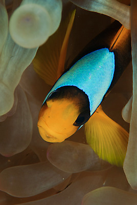 포토 JPG 해외이미지 전신 한마리 야생동물 바다 자연 이집트 사람없음 컬러풀 수중 닫기 홍해 해외202004 해외포토 동물 1 컬러 모션 아프리카 생태계 파일형식 이미지허브