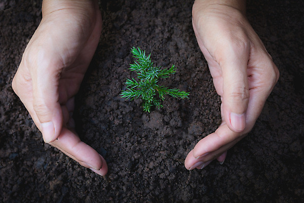 포토 JPG 해외이미지 주간 손 야외 신체부위 새싹 흙 해외202004 해외포토 자연요소 식물 사람 파일형식 이미지허브