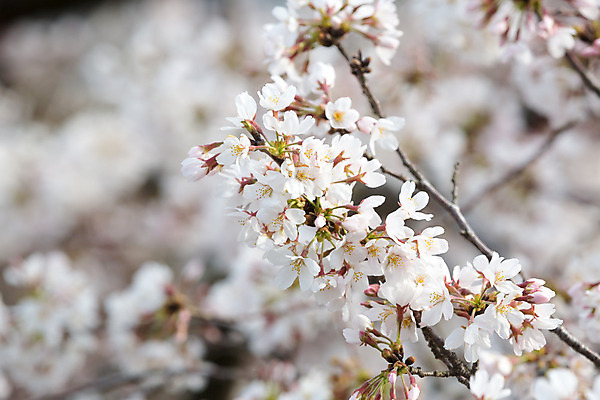 포토 JPG 해외이미지 식물 전통 계절 공원 꽃잎 꽃 백그라운드 잎 자연 새로움 사람없음 초록색 환경 봄 벚꽃 흰색 나뭇가지 신선 개화 체리 내추럴 고립 현실 해외202004 해외포토 나무 공공시설 컬러 컨셉 과일 생태계 파일형식 이미지허브